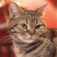 緑色の目でこちらを見つめるキジトラ猫の写真