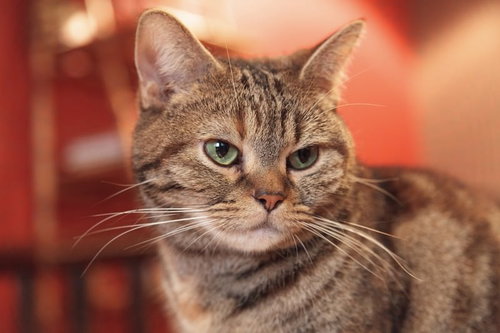 緑色の目でこちらを見つめるキジトラ猫