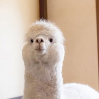 首を伸ばして大きな目を見開く驚きの表情のアルパカの写真