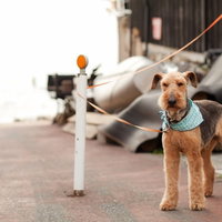 リードにつながれて門の前で飼い主の帰りを待つ犬の写真