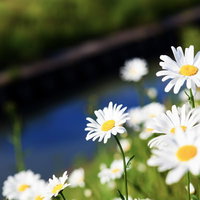 川辺の緑の中に白い花びらが咲くマーガレットの群れの写真