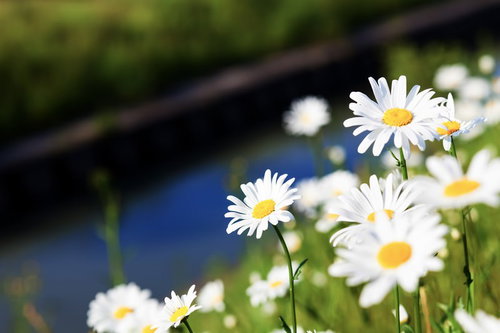 川辺の緑の中に白い花びらが咲くマーガレットの群れ