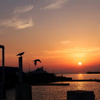 黄金色の夕焼け空をカラスのシルエットが横切る風景の写真