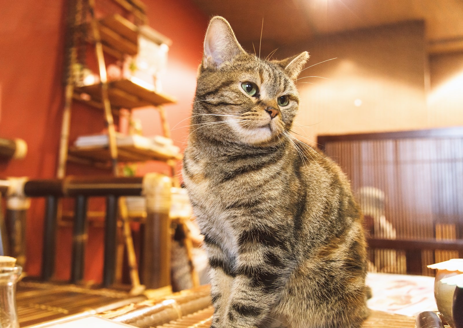 猫カフェの猫がお座りして正面を向いている