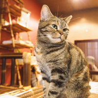 棚のある部屋で正面を向いて座る縞模様の猫の写真