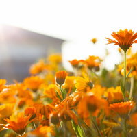 夕日のオレンジの光に花びらが照らされて光るマーガレットの写真