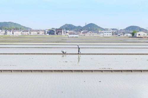 広い田んぼの中で腰をかがめて作業する農家の夫妻