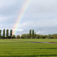 田んぼの向こうの空に大きな虹がかかる雨上がりの風景の写真