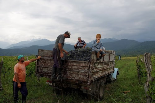 葡萄が山積みのトラック荷台に座る少年の海外風景