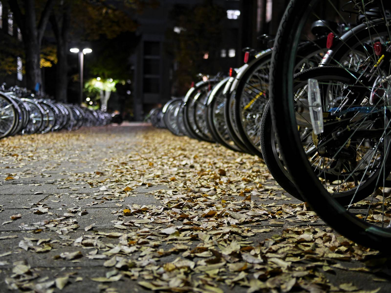 夜間の駐輪場で落ち葉の上に並んでいる複数の自転車
