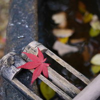 日本庭園の水辺に落ちた紅葉の写真
