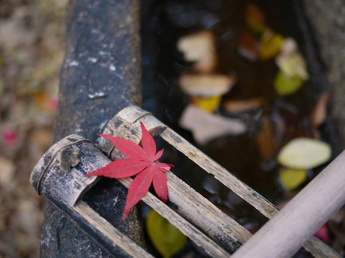 日本庭園の水辺に落ちた紅葉