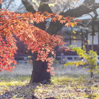 境内に広がる赤いモミジの紅葉の写真
