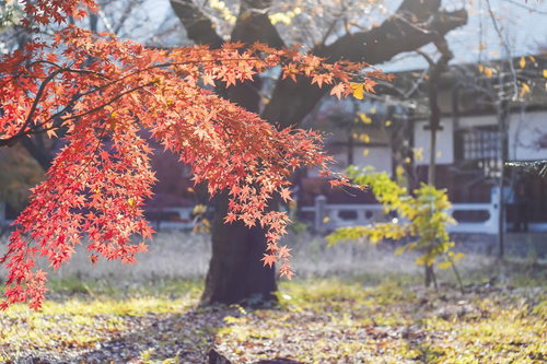 境内に広がる赤いモミジの紅葉