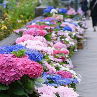 歩道沿いのプランターに咲く色とりどりの紫陽花の写真