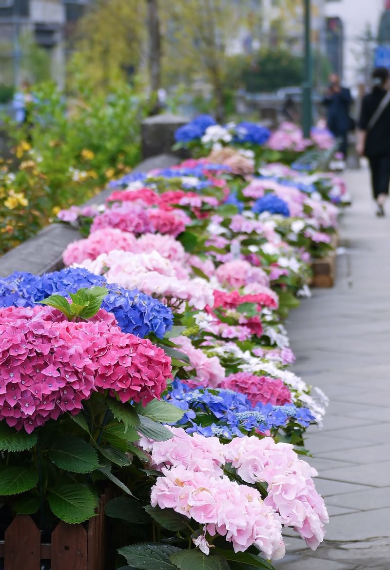 歩道沿いのプランターに咲く色とりどりの紫陽花