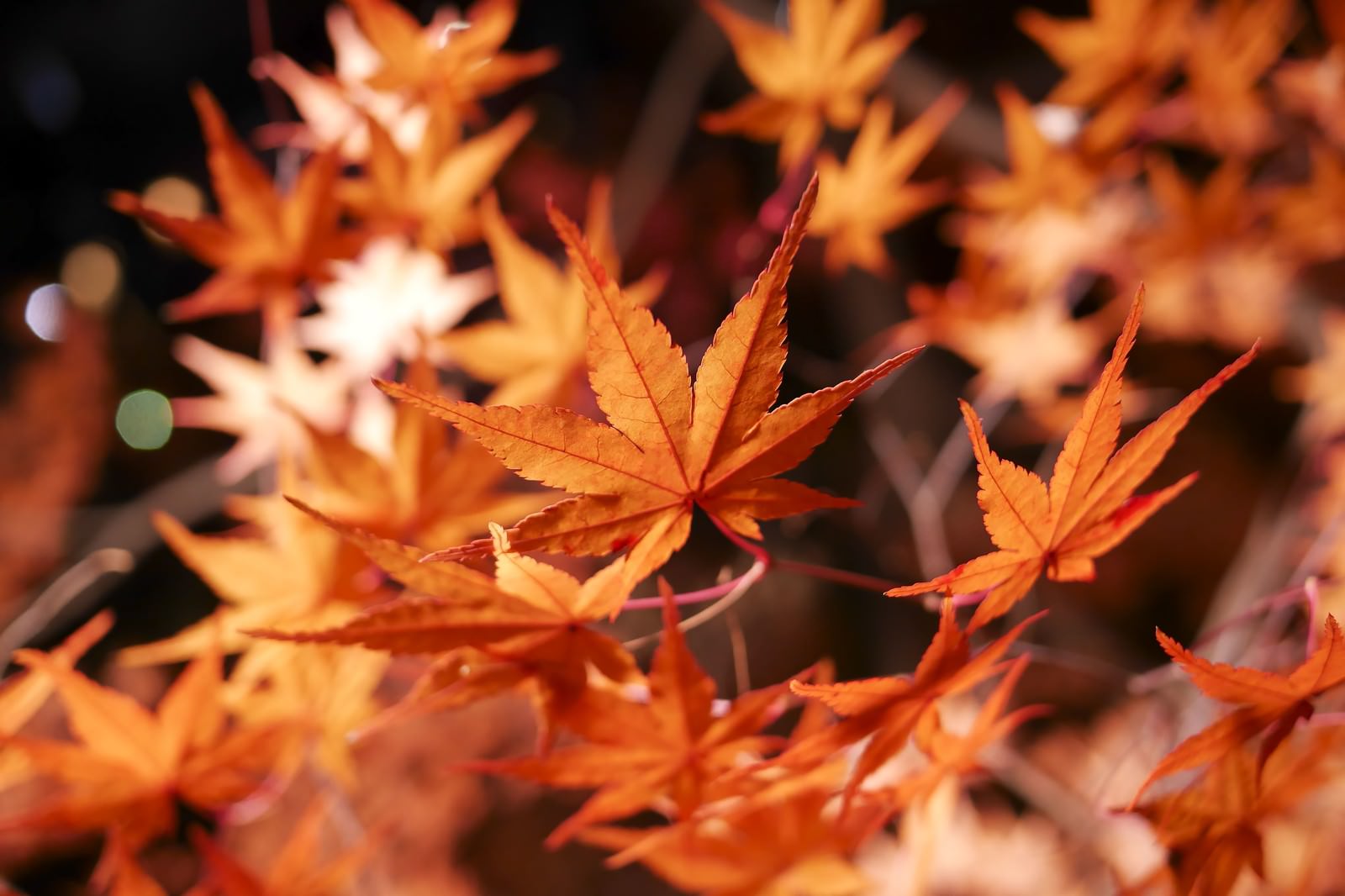 オレンジ色に色づいたカエデの紅葉が群生する様子