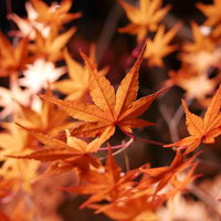 燃えるような紅葉のカエデ 秋の季節感を映す自然風景の写真