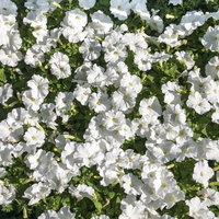 日光が当たる花壇に白い花が密集して咲くペチュニアの写真