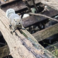 丸太の上に立つ灰色の毛並みのリスの写真