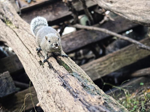 丸太の上に立つ灰色の毛並みのリス