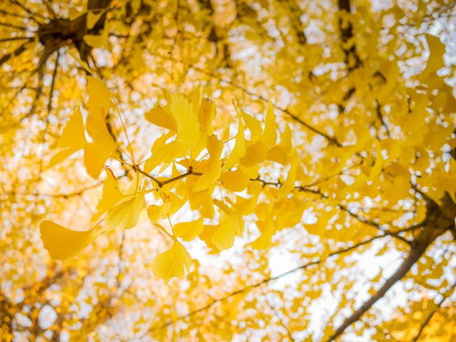 木漏れ日の中で黄葉した銀杏の枝と落ち葉