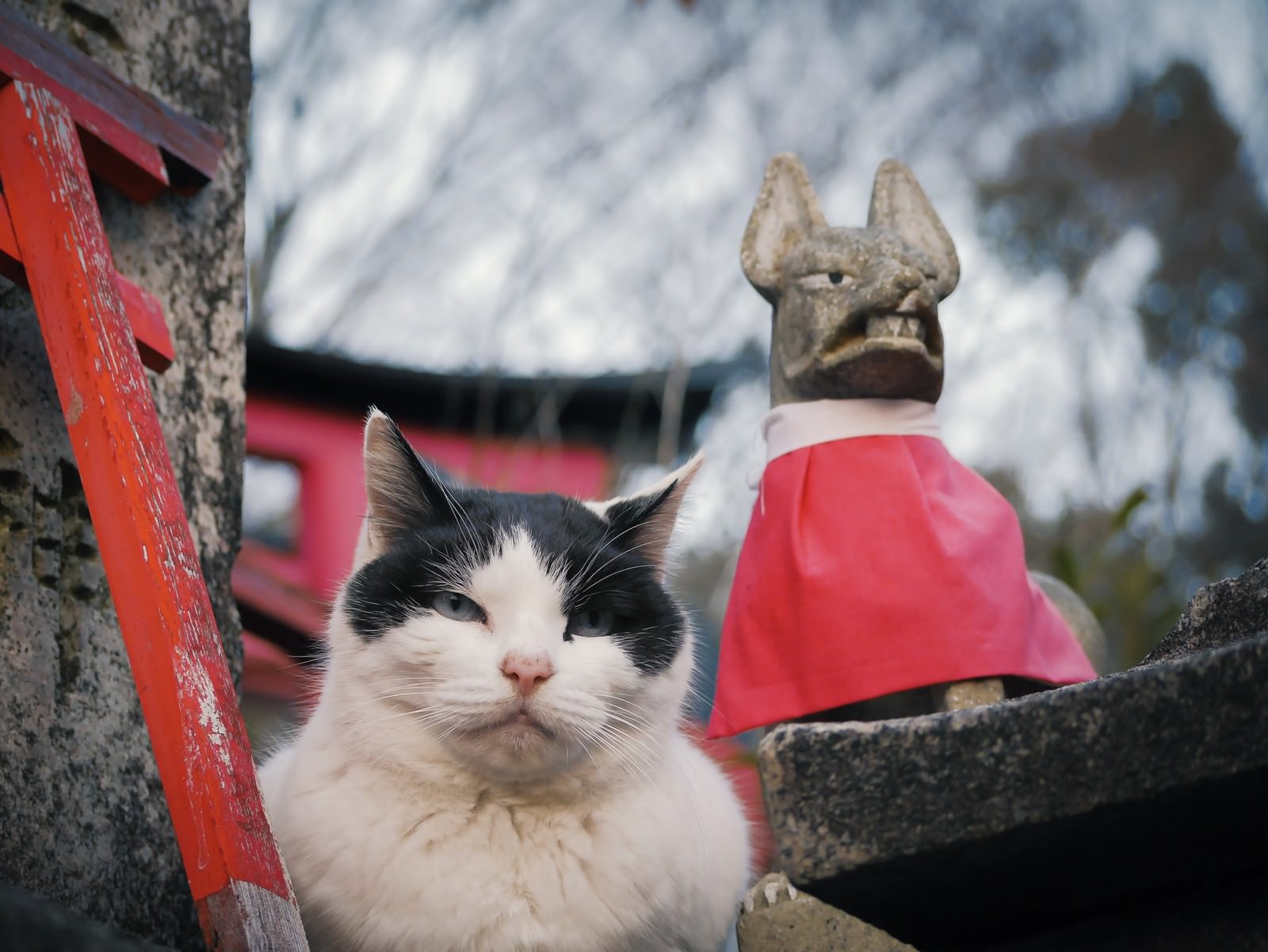 赤い布を着た狐の石像の前で白と黒の模様の猫が正面を向いて座っている