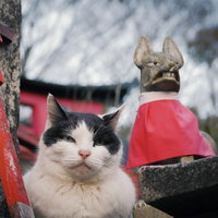 神社の狐の石像の前に座る白黒猫の写真
