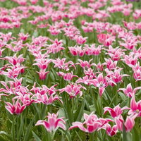 緑の葉に囲まれたピンクと白の二色のチューリップ畑の写真