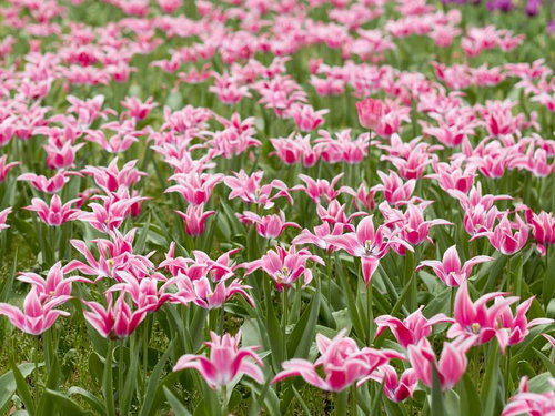 緑の葉に囲まれたピンクと白の二色のチューリップ畑