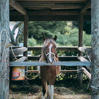 古殿八幡神社の流鏑馬用厩舎に繋がれた栗毛の馬の写真