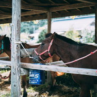 厩舎で丁寧に管理されている流鏑馬に参加する馬の写真