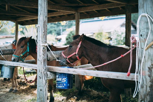厩舎で丁寧に管理されている流鏑馬に参加する馬