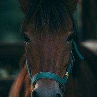 古殿八幡神社の厩舎で飼育される流鏑馬用の馬の写真