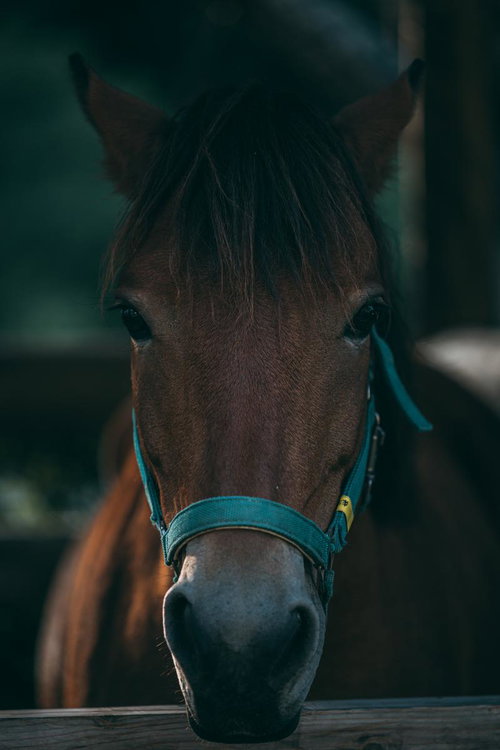 古殿八幡神社の厩舎で飼育される流鏑馬用の馬