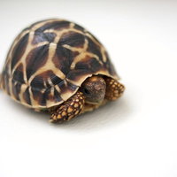 星模様の甲羅を持つ亀の接写の写真