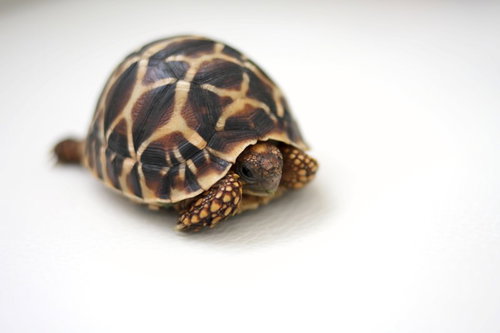 星模様の甲羅を持つ亀の接写