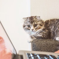 爪とぎの上に座ってカメラを見つめる縞模様の子猫の写真