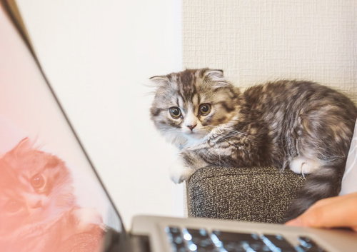 爪とぎの上に座ってカメラを見つめる縞模様の子猫