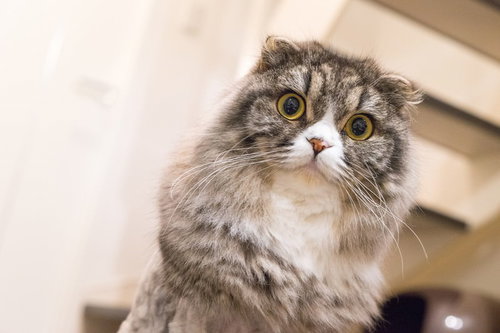 ジーっとこっちを見てるライオンカットのオス猫（スコティッシュフォールド）