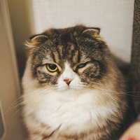 垂れた耳と黄色い目で片目で見つめるスコティッシュフォールドの写真