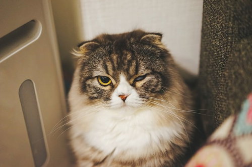 垂れた耳と黄色い目で片目で見つめるスコティッシュフォールド