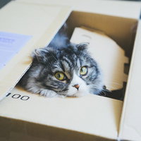 段ボール箱の中から黄色い目で見つめるスコティッシュフォールドの写真