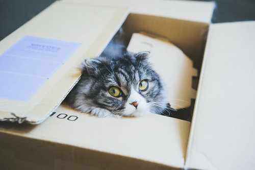 段ボール箱の中から黄色い目で見つめるスコティッシュフォールド