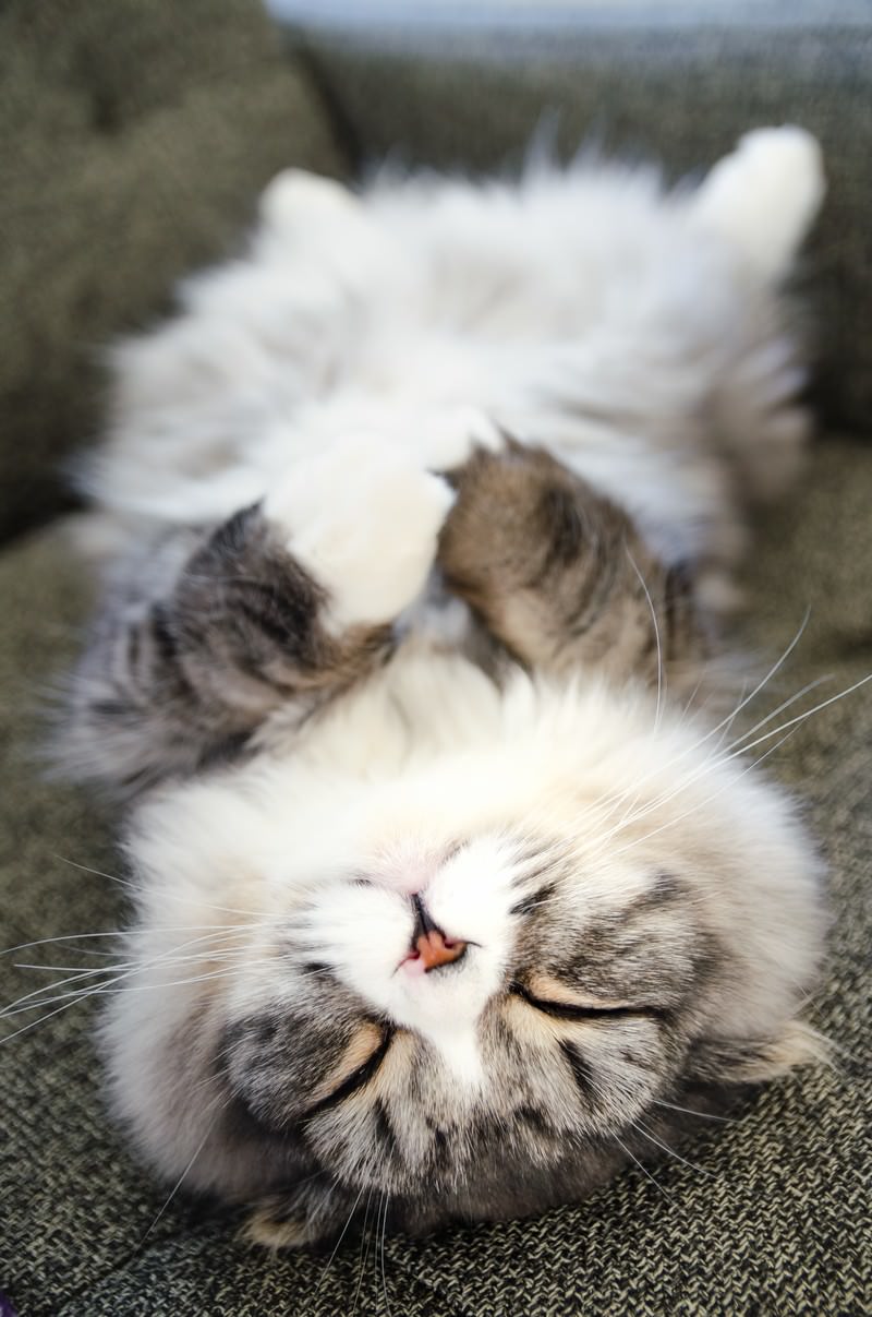 口を開けた白茶の子猫と寄り添うスコティッシュフォールド3匹