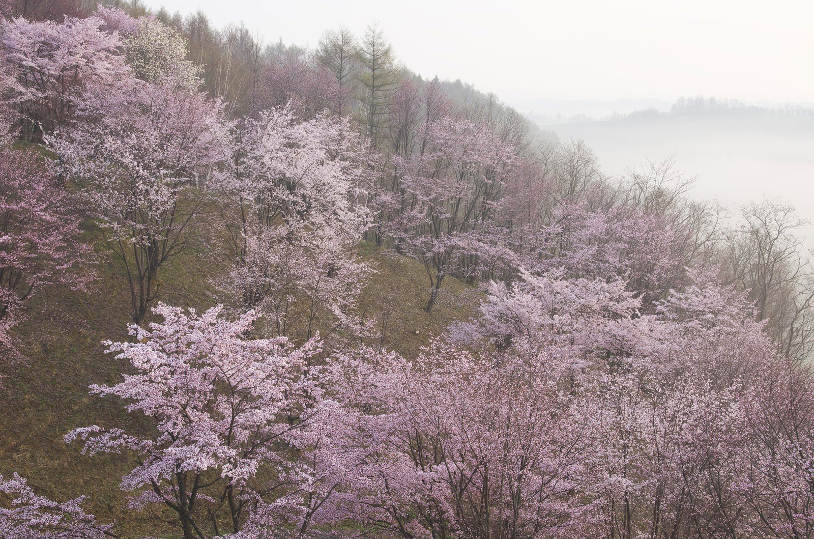 霧がかかる斜面に満開のピンクの桜と針葉樹林
