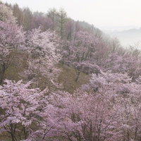 霧がかかる斜面に満開のピンクの桜と針葉樹林の写真