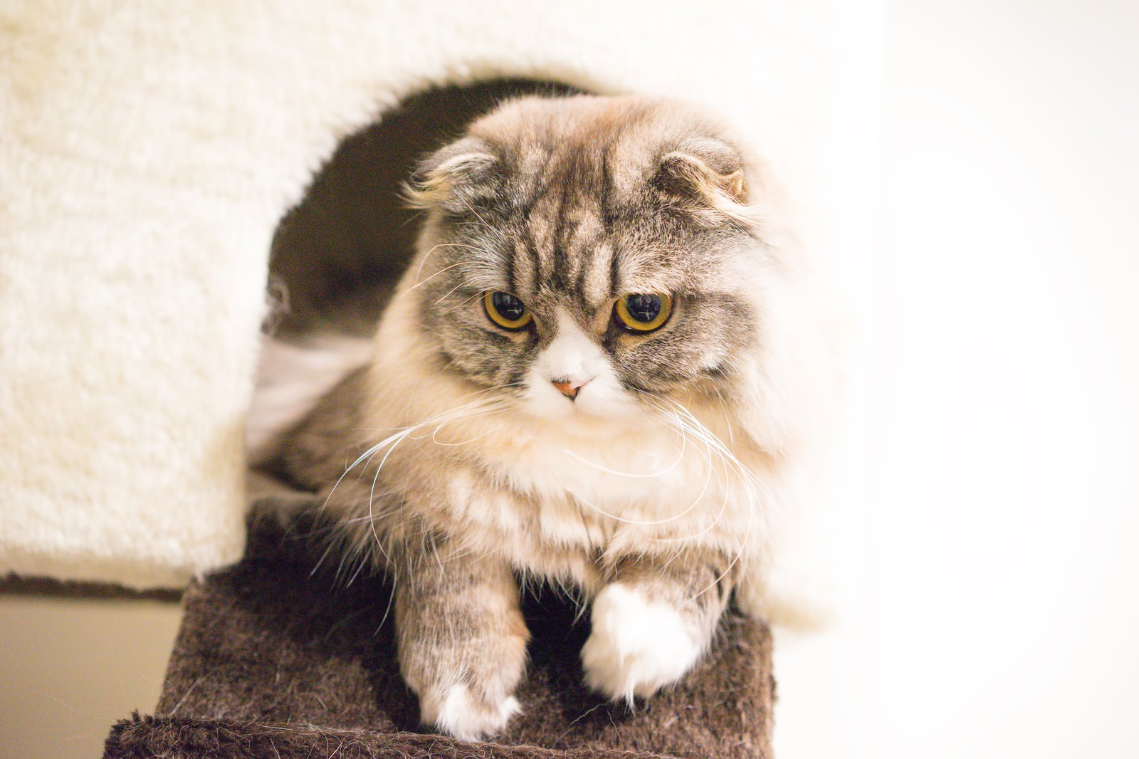 キャットタワーで伏せるスコティッシュフォールド
