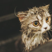 濡れた毛並みで正面を見つめるスコティッシュフォールドの写真