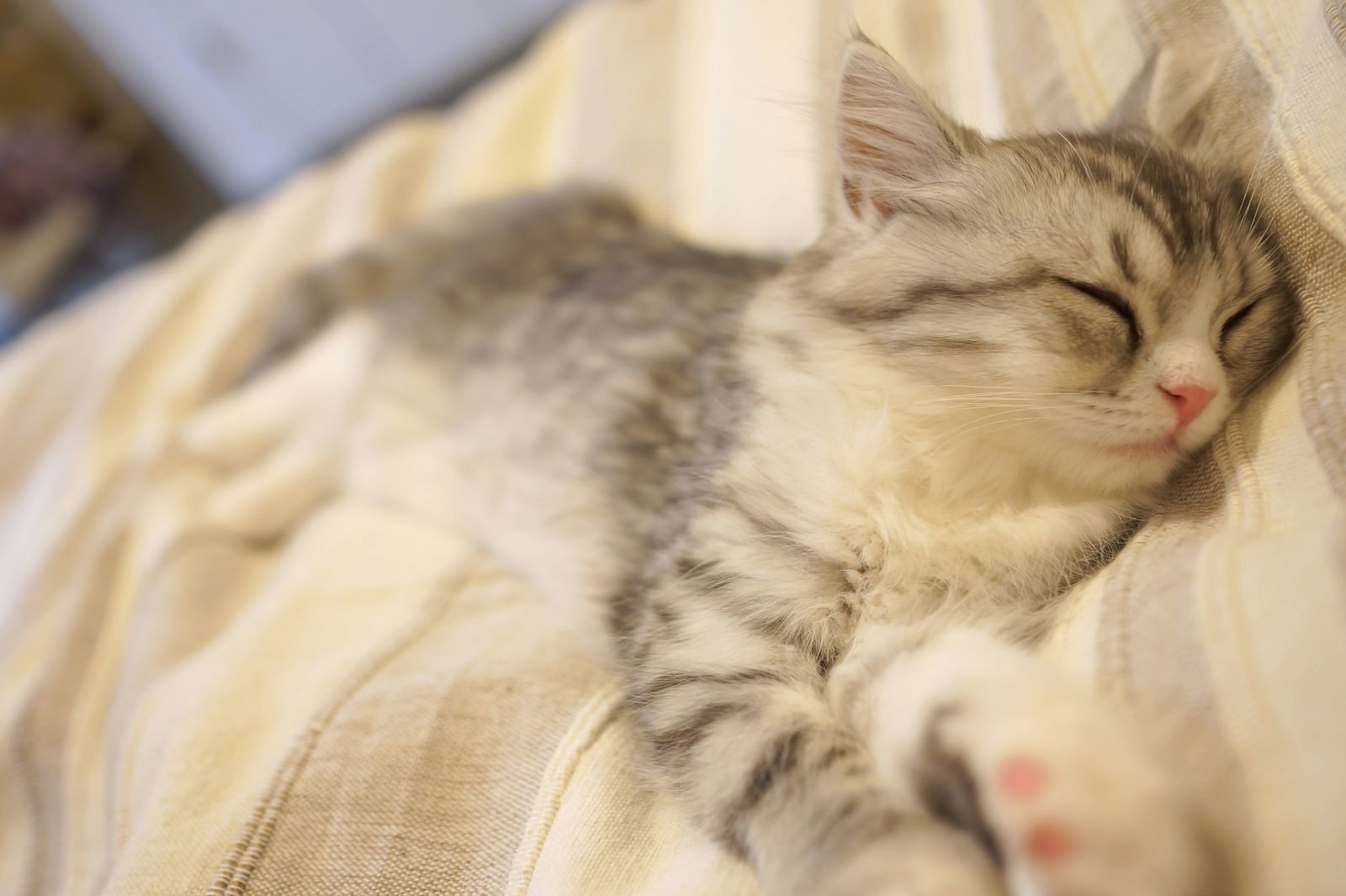 お布団の上で目を閉じてぐっすり眠る子猫